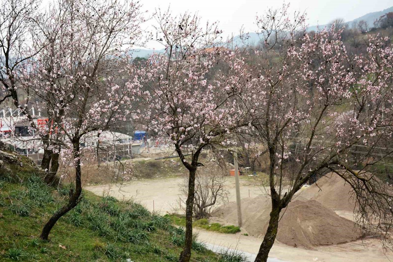 Balıkesir’de ağaçlar erken çiçek açtı