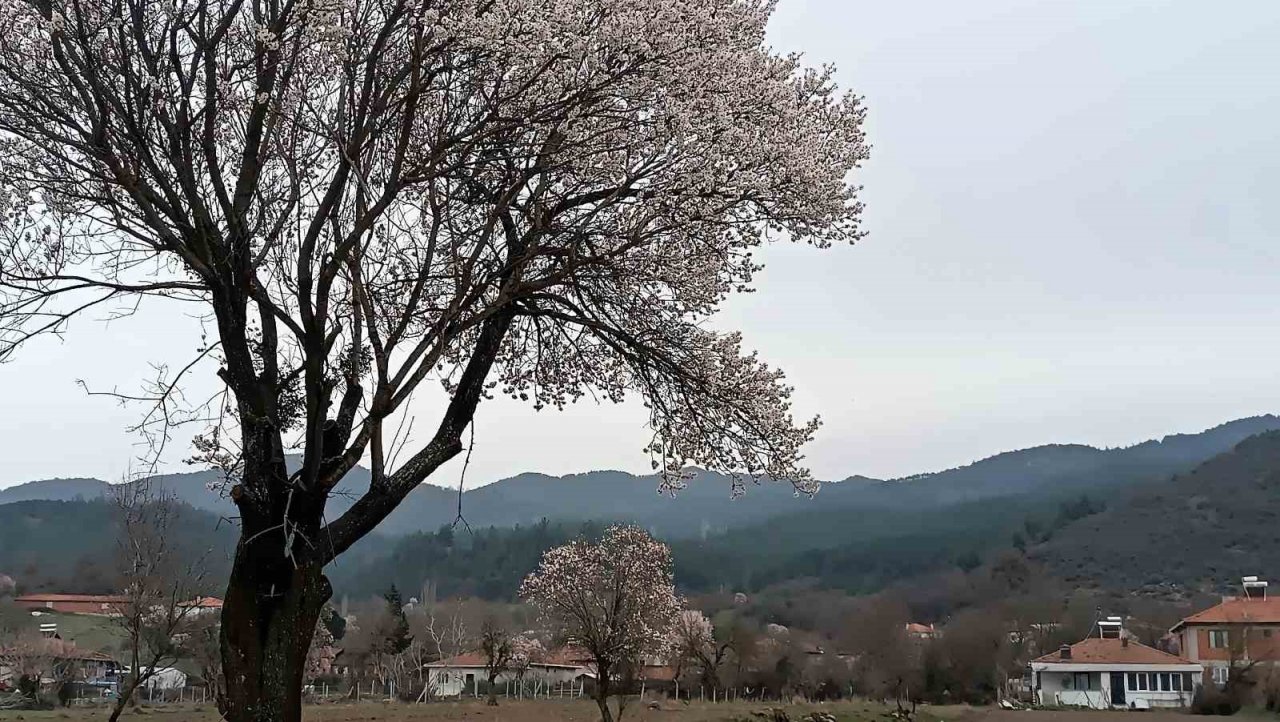 Balıkesir’de ağaçlar erken çiçek açtı