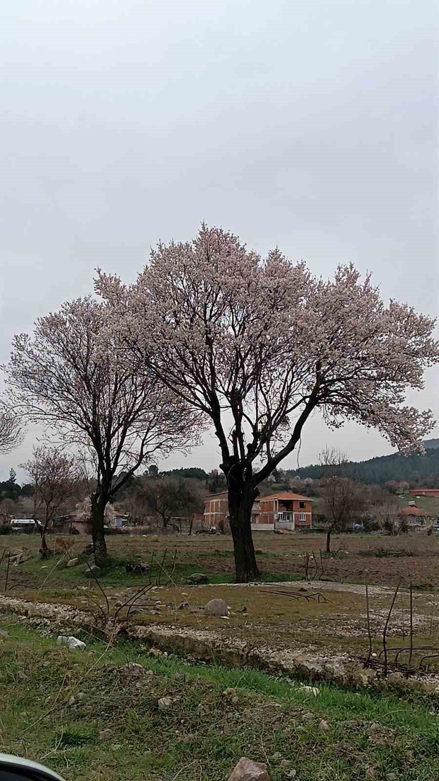 Balıkesir’de ağaçlar erken çiçek açtı