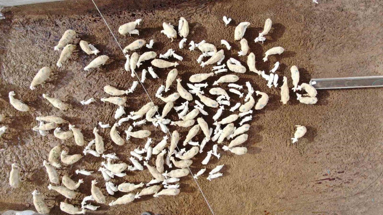 Kuzuların anneleriyle buluştuğu anlar görenlere tebessüm ettirdi