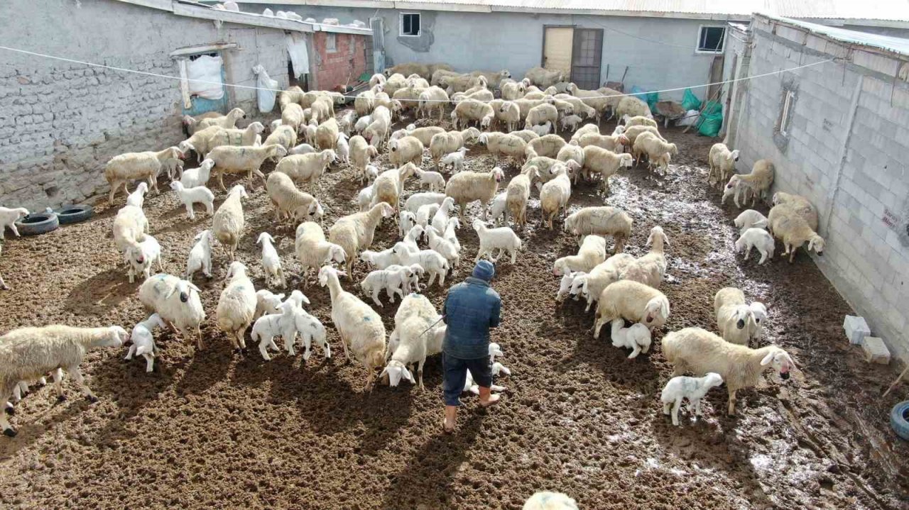 Kuzuların anneleriyle buluştuğu anlar görenlere tebessüm ettirdi