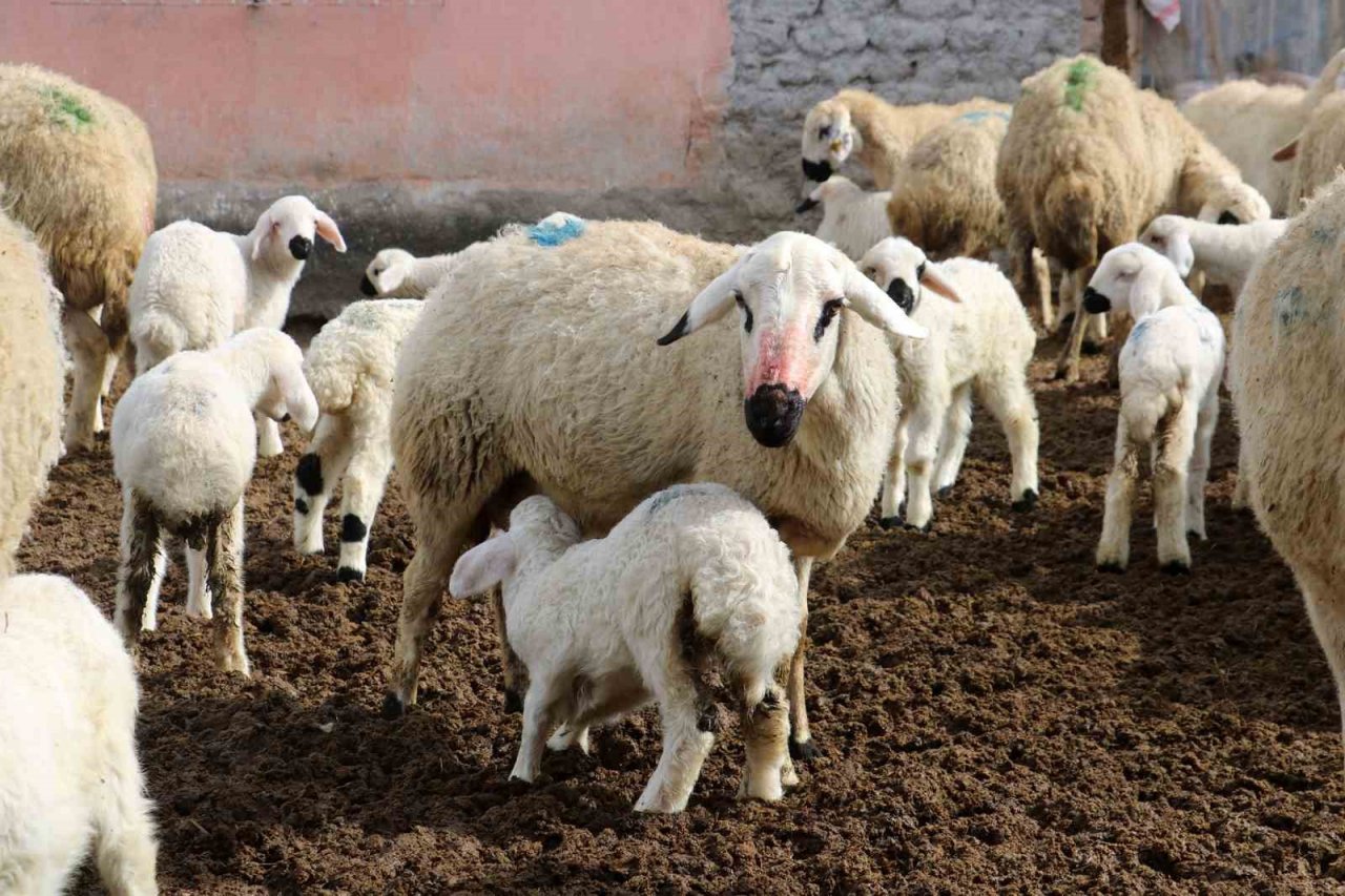 Kuzuların anneleriyle buluştuğu anlar görenlere tebessüm ettirdi