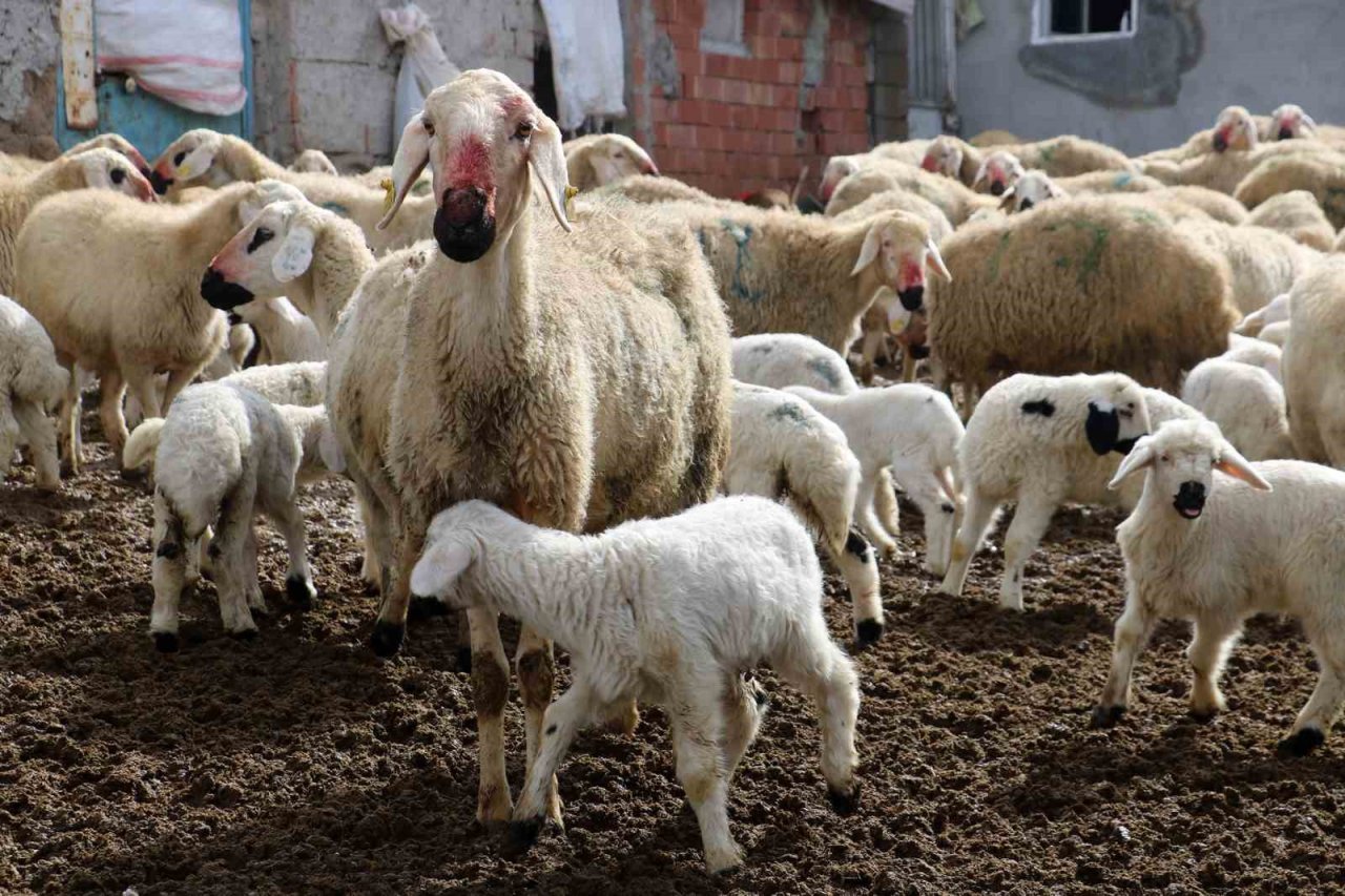 Kuzuların anneleriyle buluştuğu anlar görenlere tebessüm ettirdi