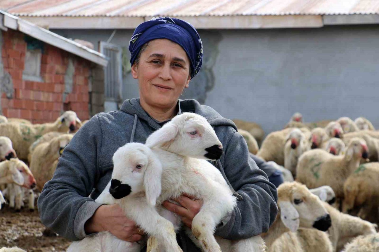 Kuzuların anneleriyle buluştuğu anlar görenlere tebessüm ettirdi