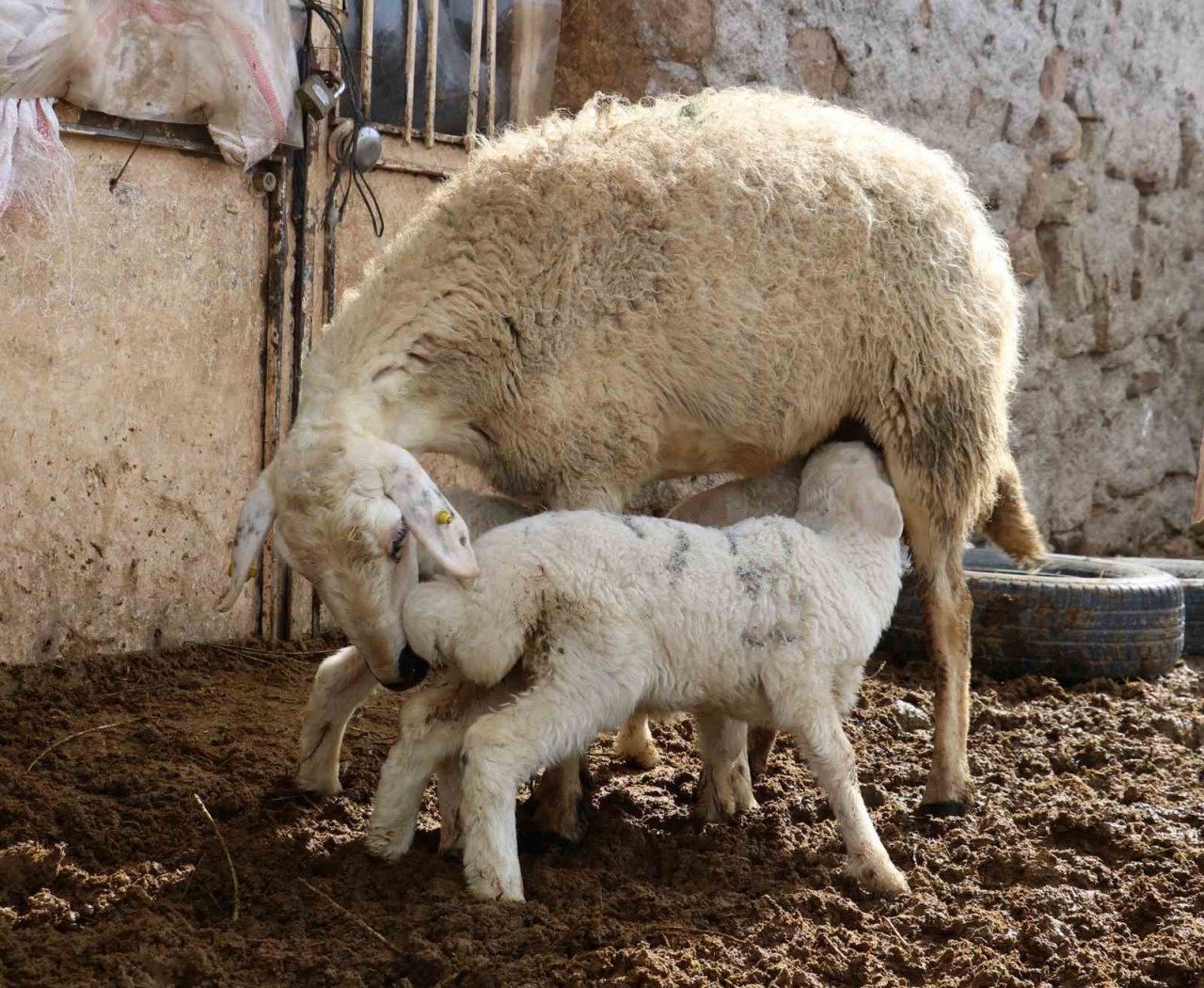 Kuzuların anneleriyle buluştuğu anlar görenlere tebessüm ettirdi