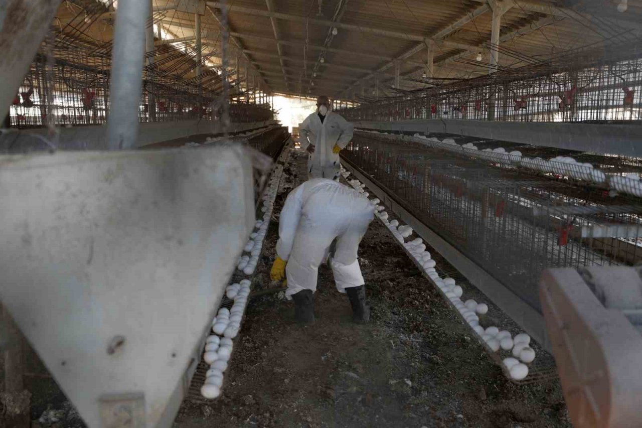 Denizli’de kuş gribi alarmı