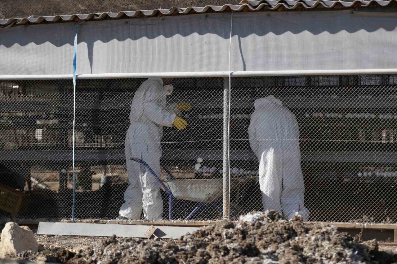 Denizli’de kuş gribi alarmı