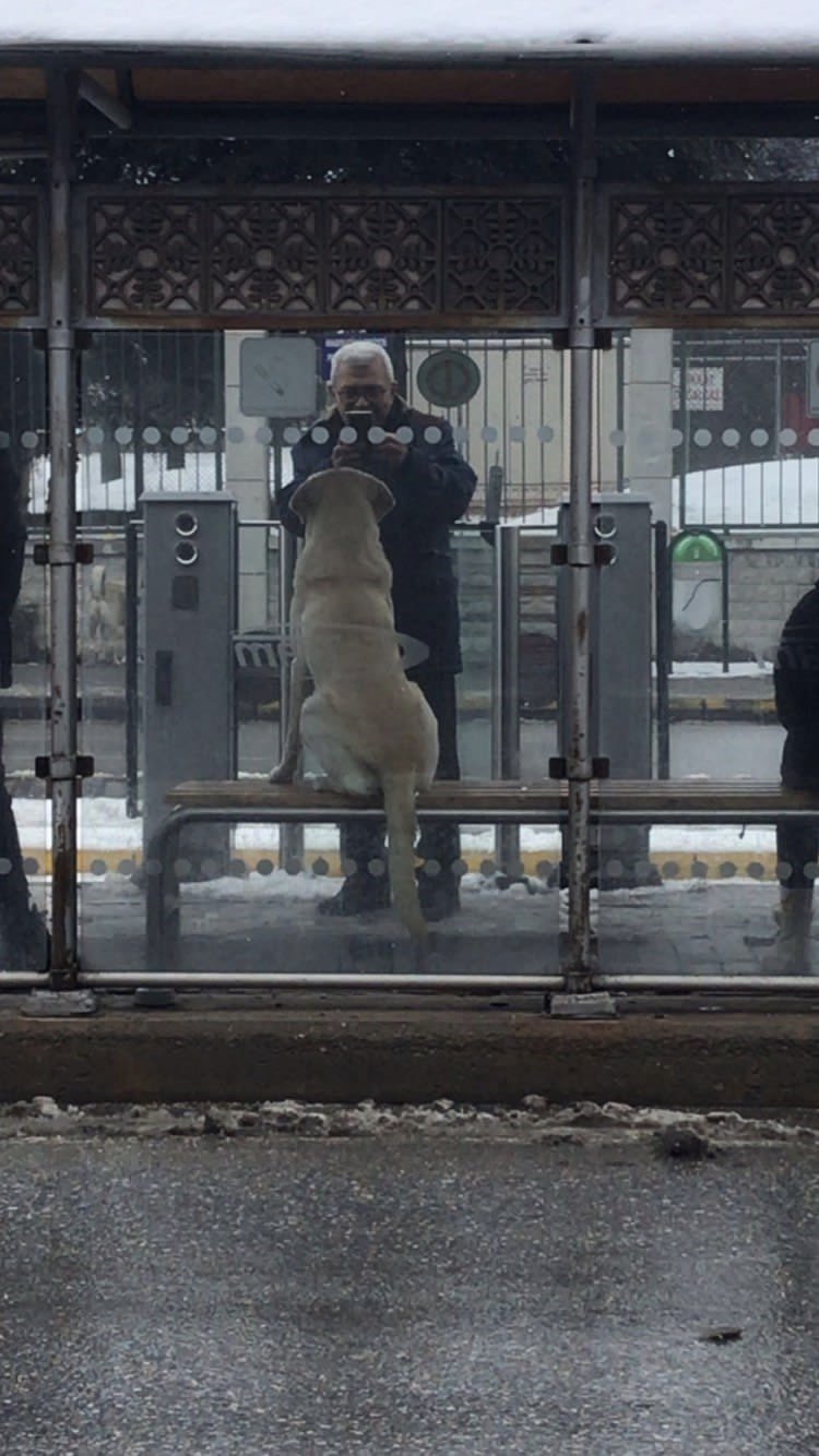 Vatandaş tramvaylardaki sevimli dostlardan memnun