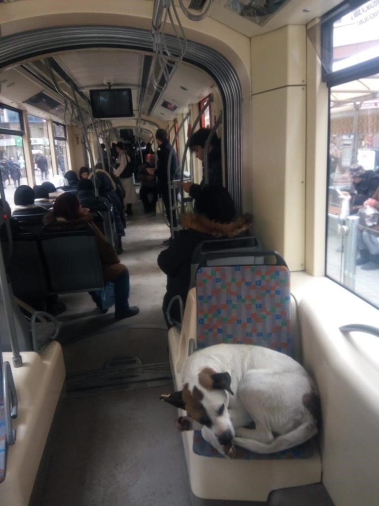 Vatandaş tramvaylardaki sevimli dostlardan memnun