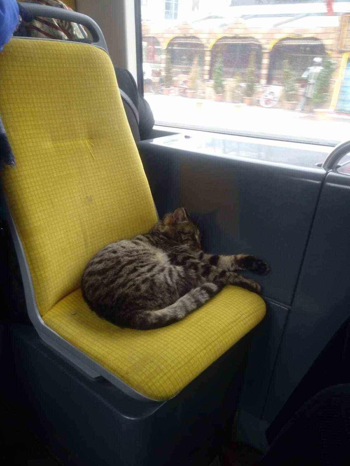 Vatandaş tramvaylardaki sevimli dostlardan memnun