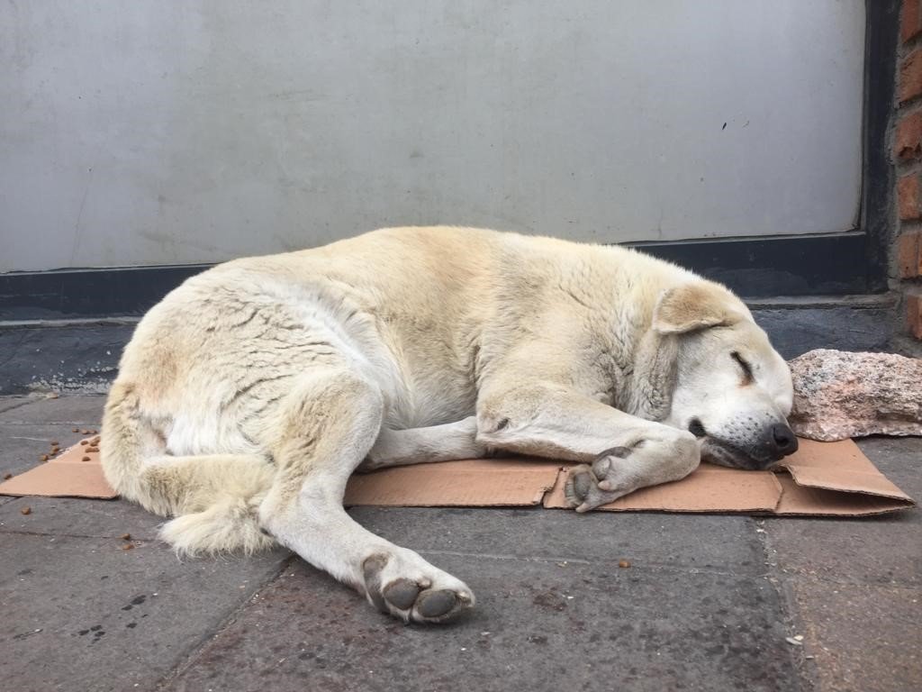 Vatandaş tramvaylardaki sevimli dostlardan memnun