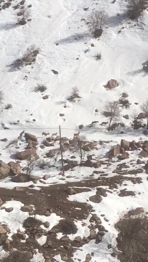 Yüksekova’da dağ keçileri sürü halinde görüntülendi