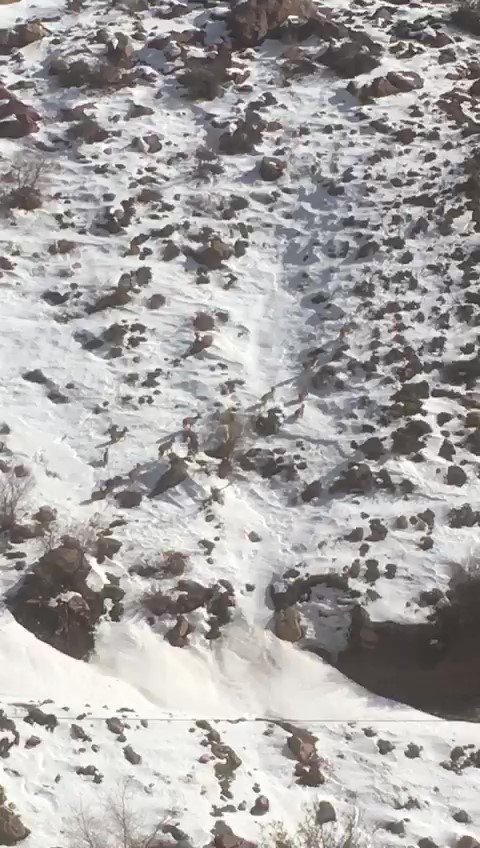 Yüksekova’da dağ keçileri sürü halinde görüntülendi
