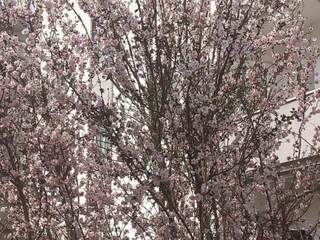 Muğla’da badem ağaçları çiçek açtı