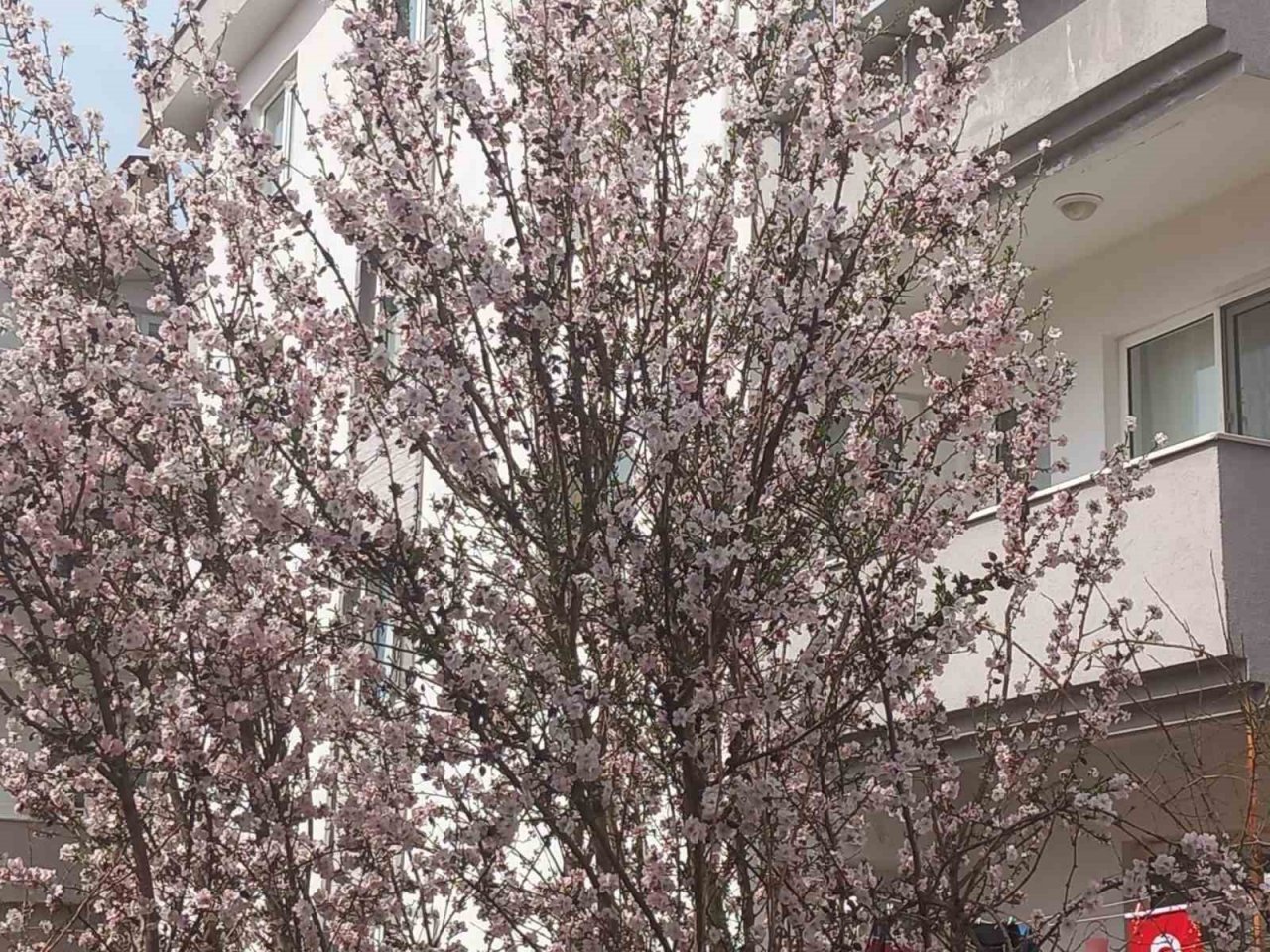 Muğla’da badem ağaçları çiçek açtı