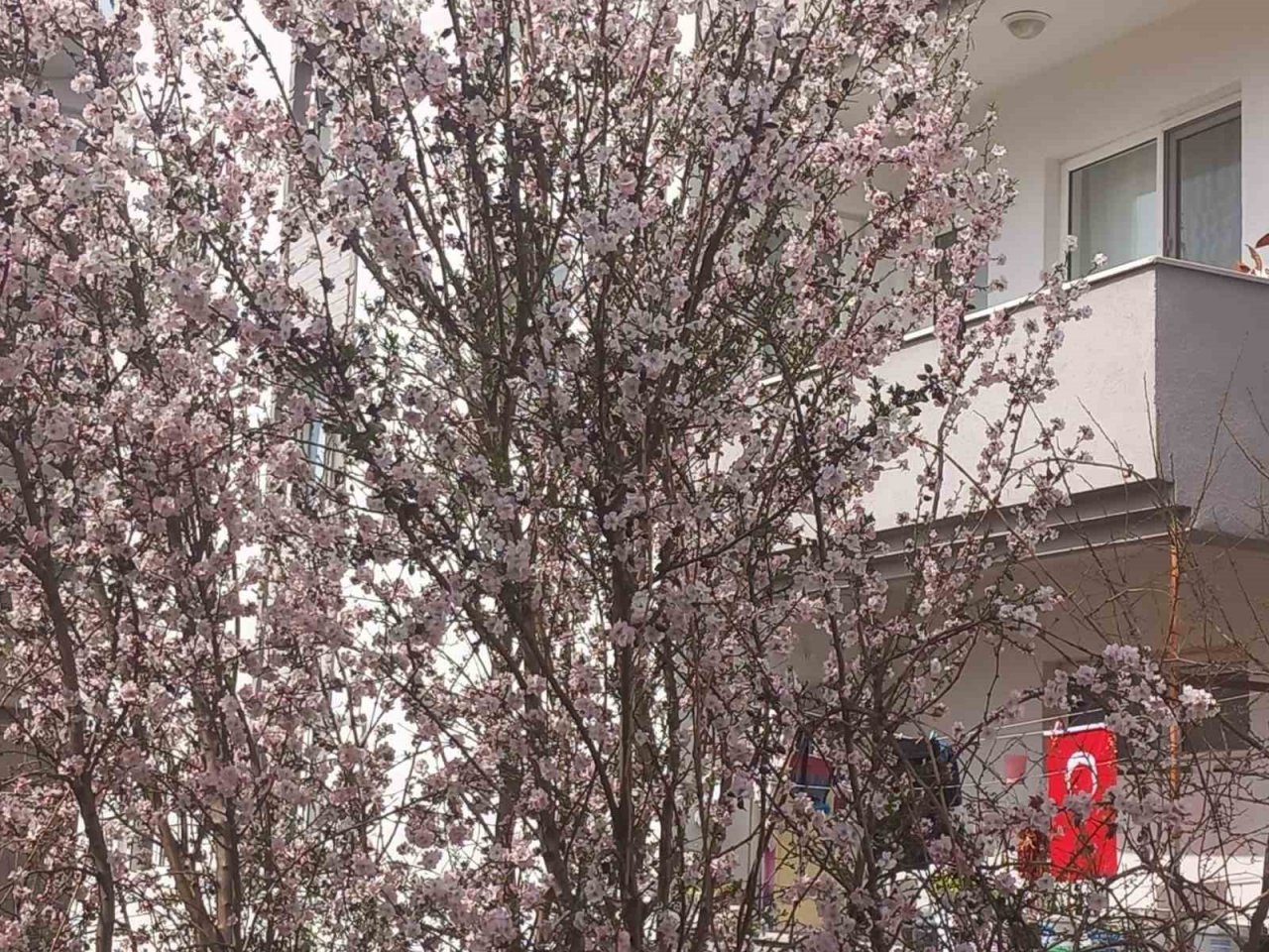 Muğla’da badem ağaçları çiçek açtı