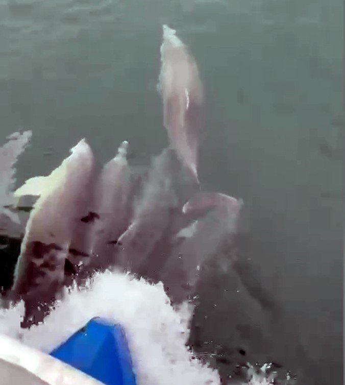 Sinop’ta yunus balıkları kayıkla yarıştı