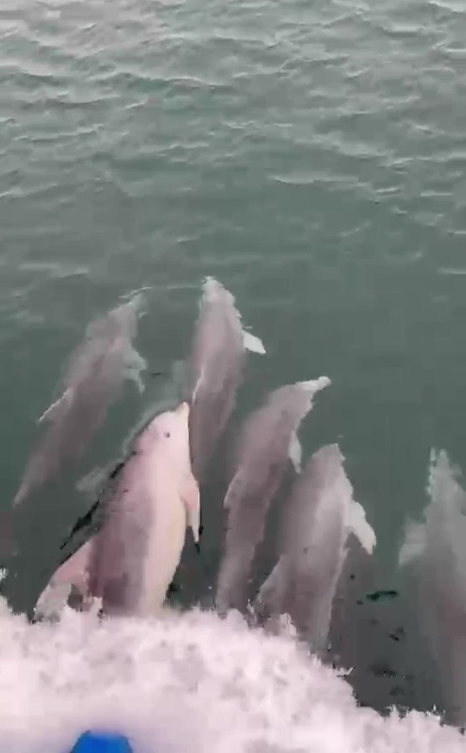 Sinop’ta yunus balıkları kayıkla yarıştı