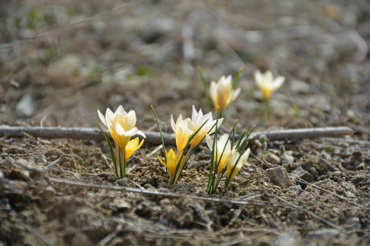 Baharın müjdecisi çiğdemler çiçek açtı, bozkır renklendi