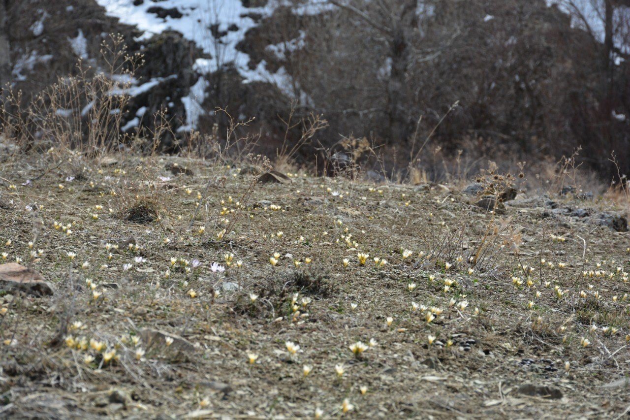 Baharın müjdecisi çiğdemler çiçek açtı, bozkır renklendi