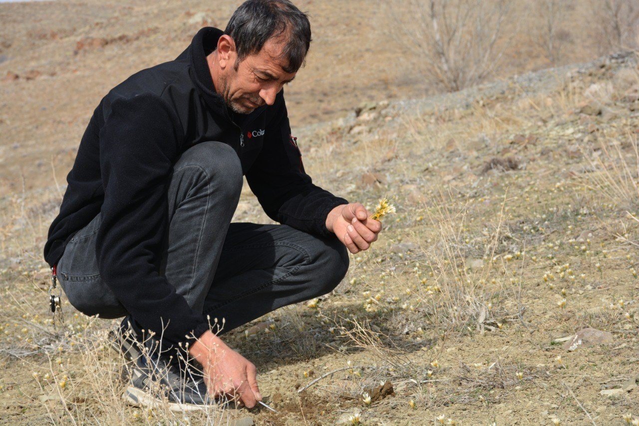 Baharın müjdecisi çiğdemler çiçek açtı, bozkır renklendi