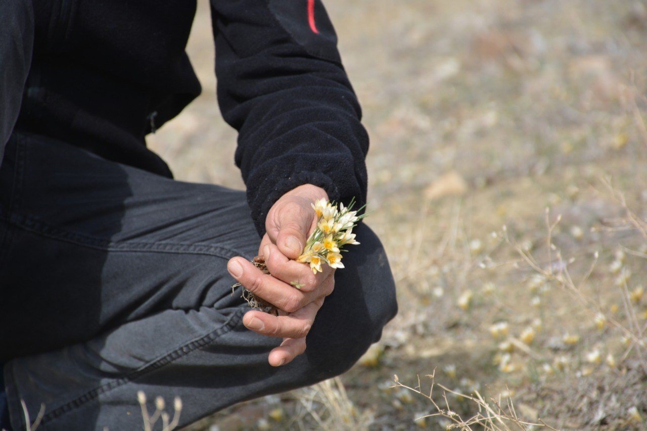 Baharın müjdecisi çiğdemler çiçek açtı, bozkır renklendi