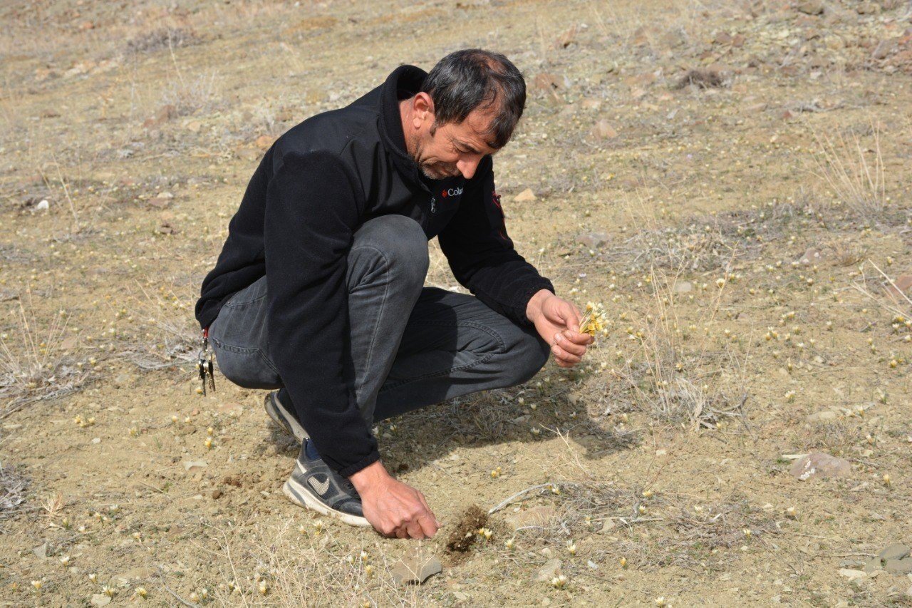 Baharın müjdecisi çiğdemler çiçek açtı, bozkır renklendi