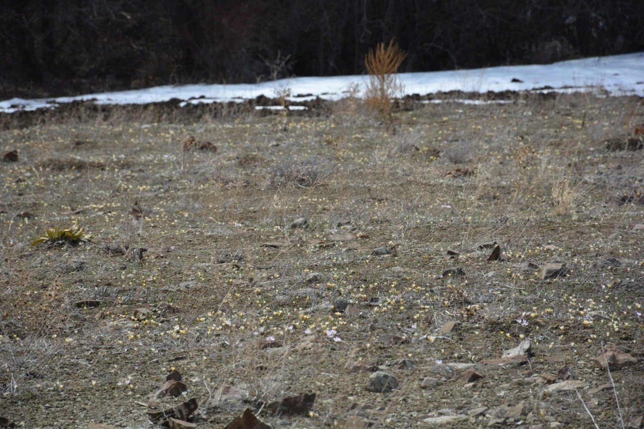 Baharın müjdecisi çiğdemler çiçek açtı, bozkır renklendi