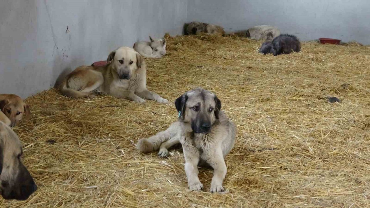 Çanakkale’de kırsaldaki 10 bin sokak hayvanı kısırlaştırılacak