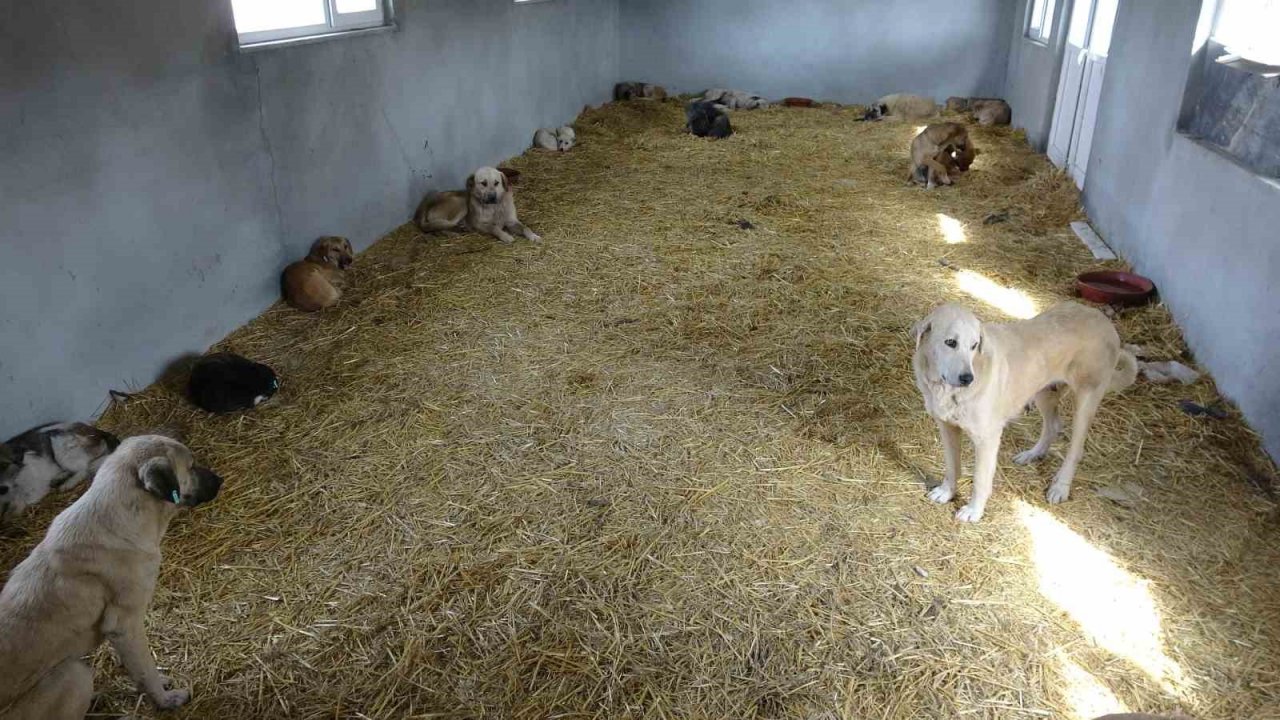 Çanakkale’de kırsaldaki 10 bin sokak hayvanı kısırlaştırılacak