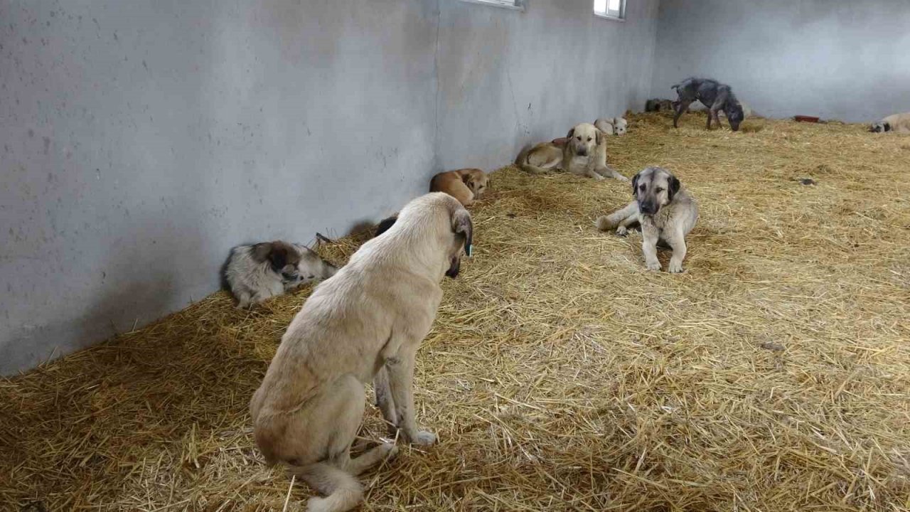 Çanakkale’de kırsaldaki 10 bin sokak hayvanı kısırlaştırılacak