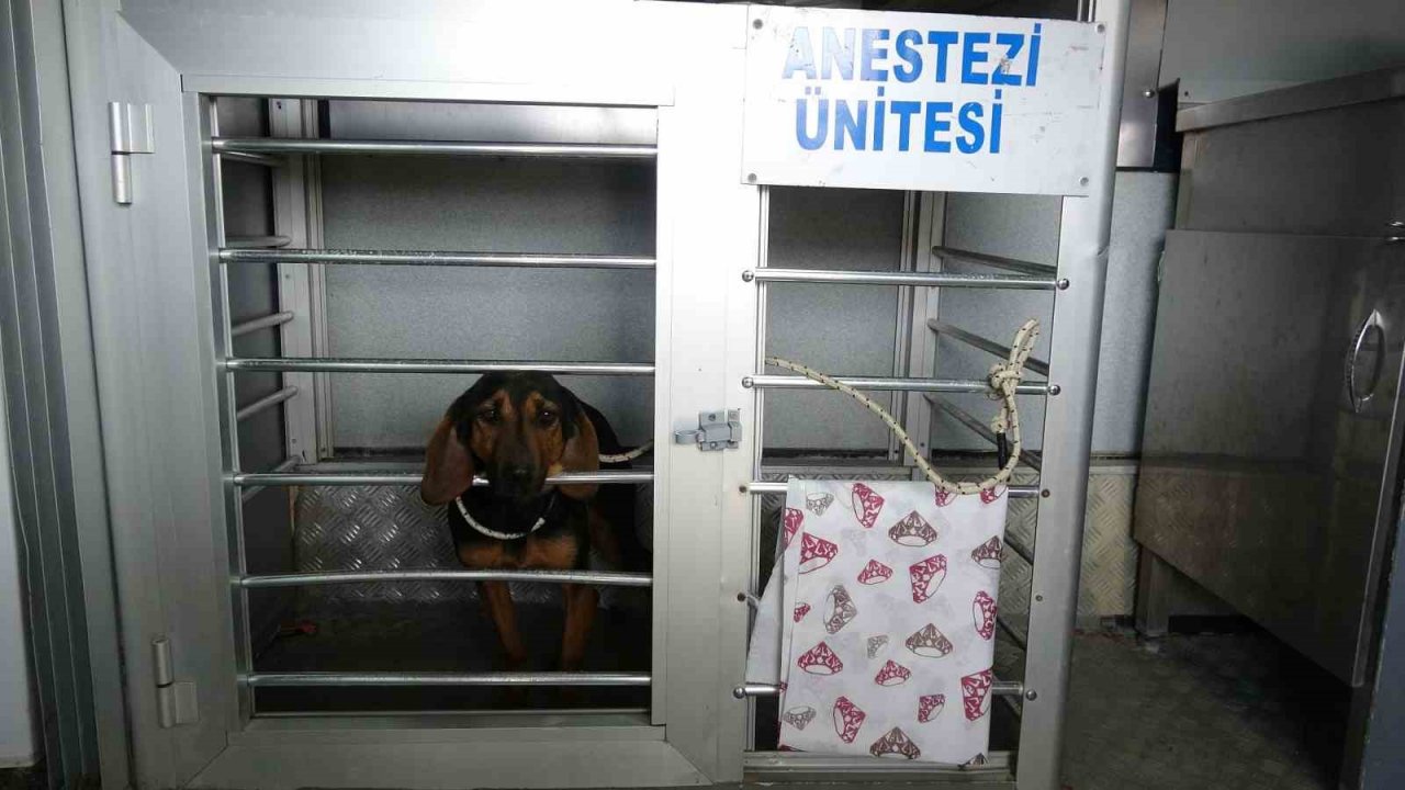 Çanakkale’de kırsaldaki 10 bin sokak hayvanı kısırlaştırılacak