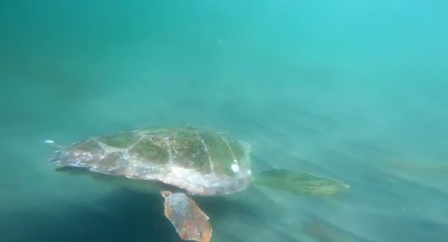 "Caretta caretta" kurtarma operasyonu