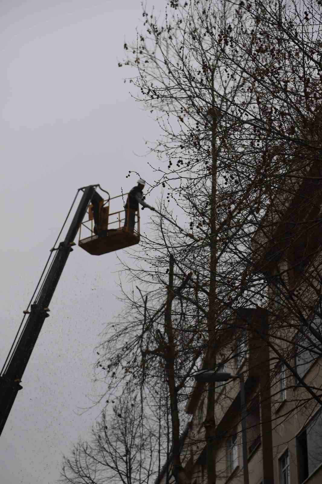 Kartal’da Bahara hazırlık için binlerce ağaç budandı