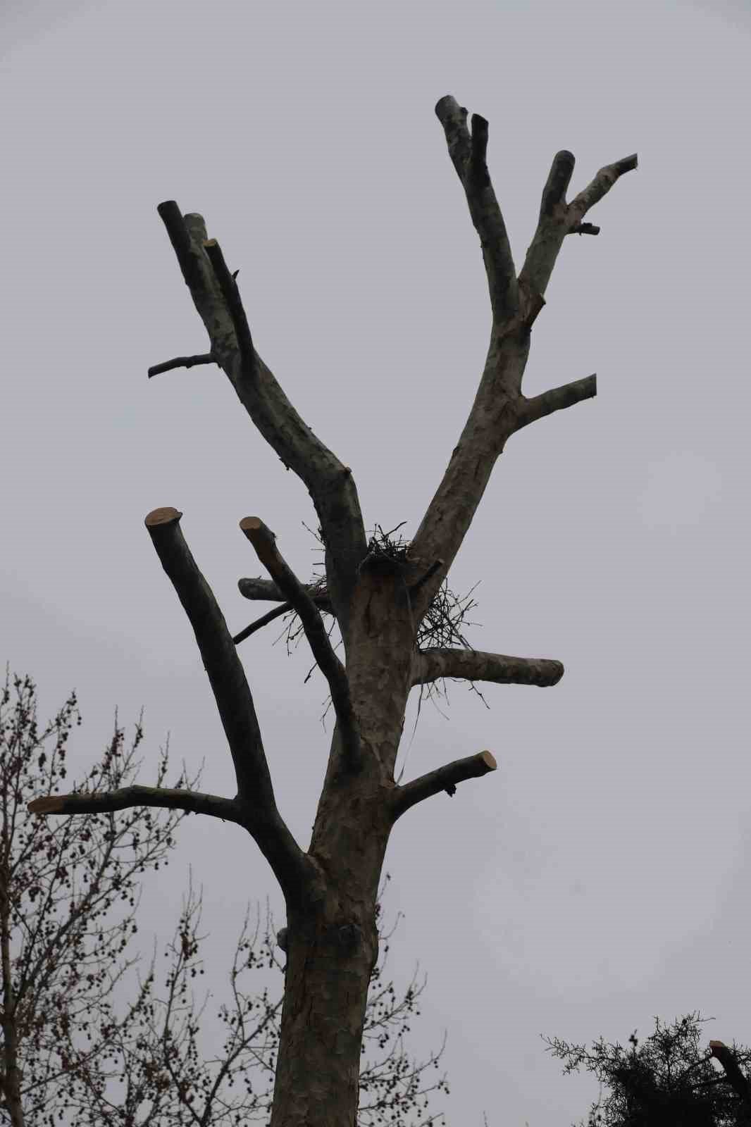 Kartal’da Bahara hazırlık için binlerce ağaç budandı