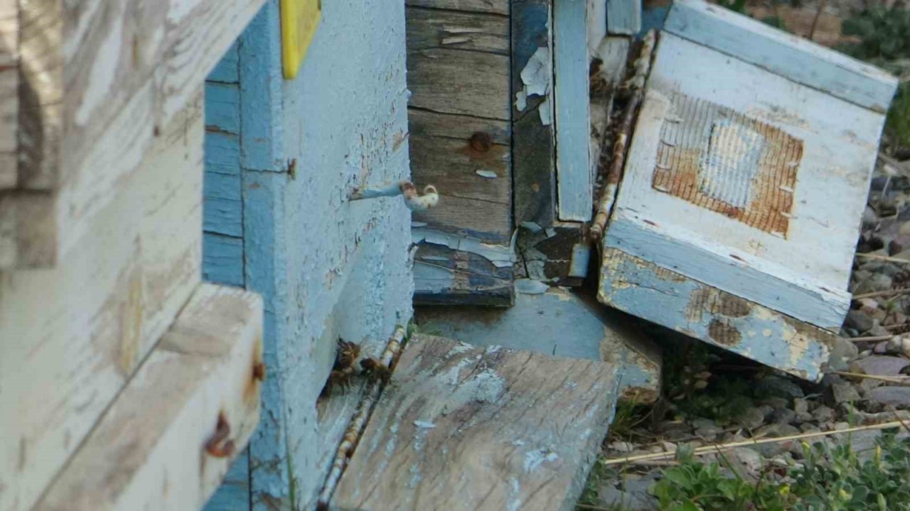 Adana’da kuraklık arıyı da vurdu