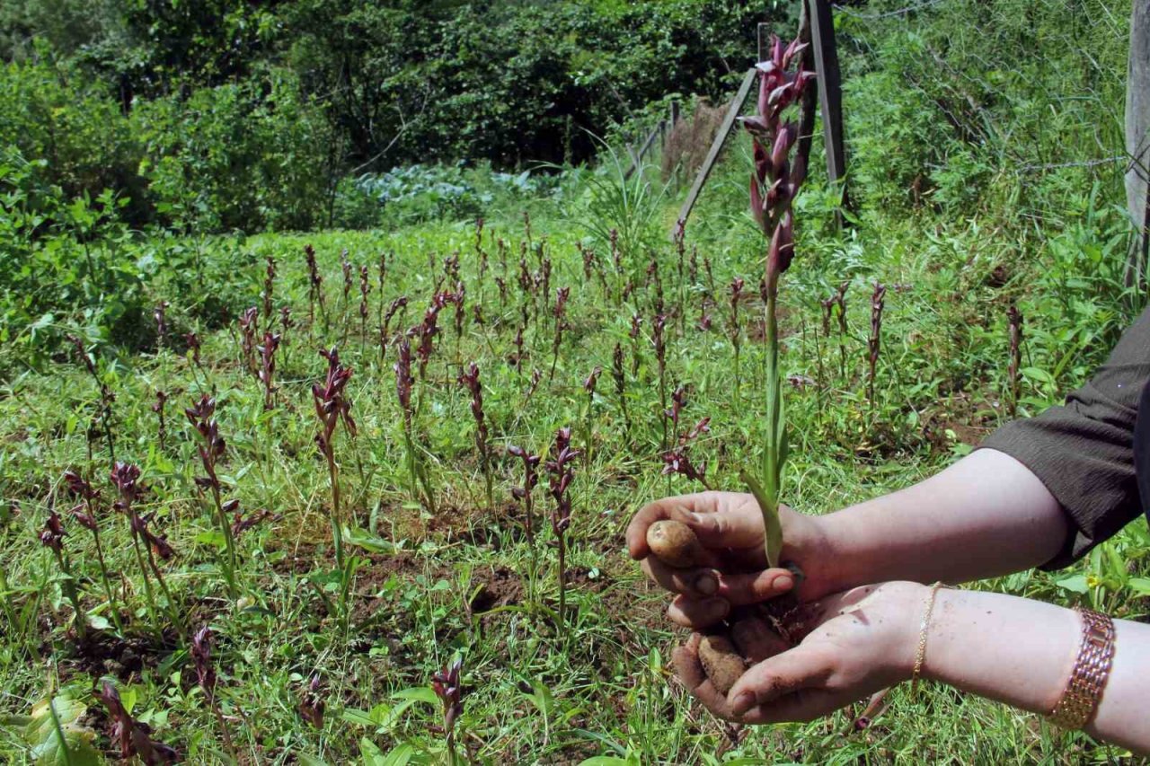 Giresun’da fındığa ek gelir maviyemiş ve salep üretimine hibe desteği