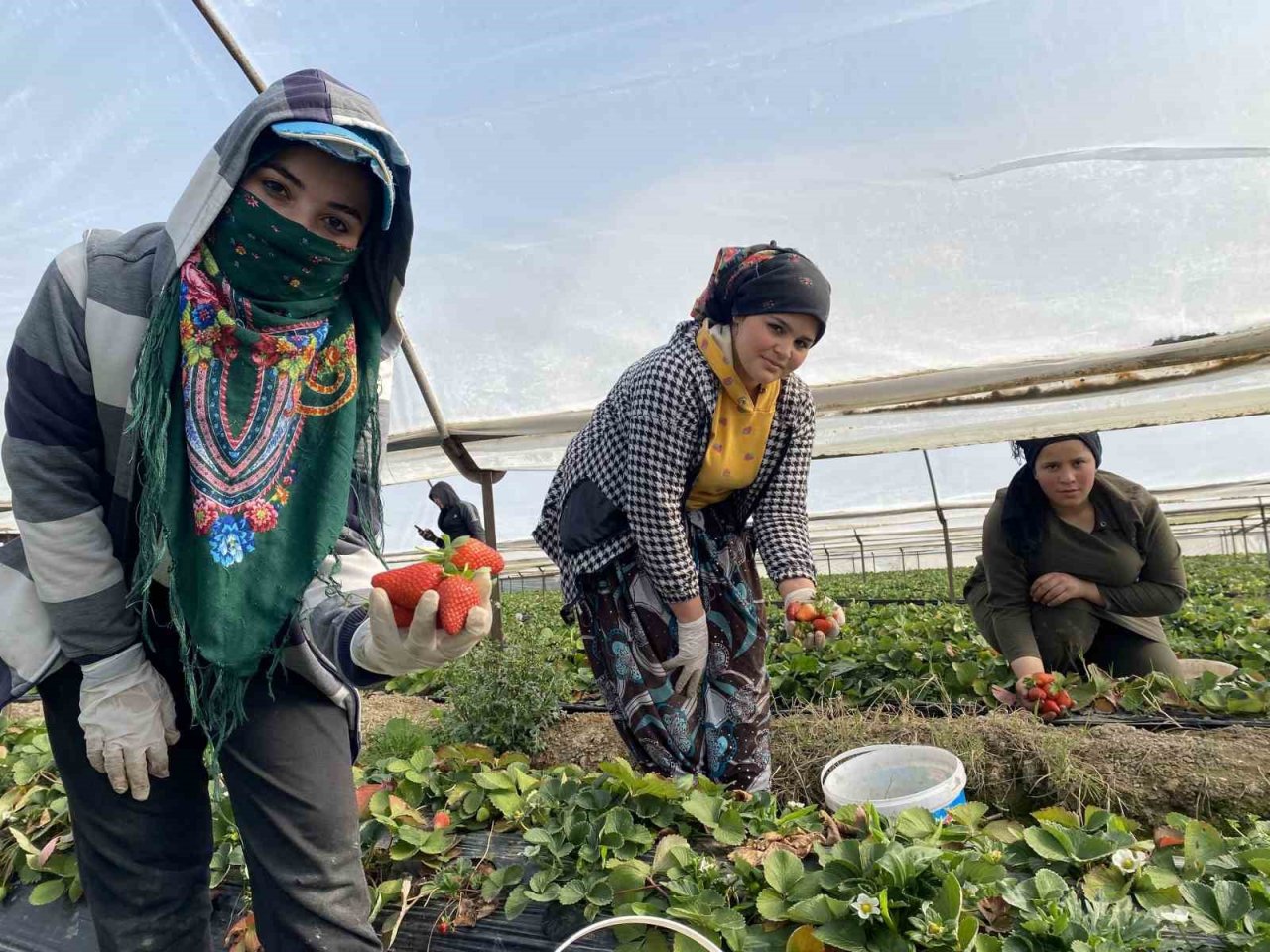 45 gün beklenip 6 ay hasat yapılıyor