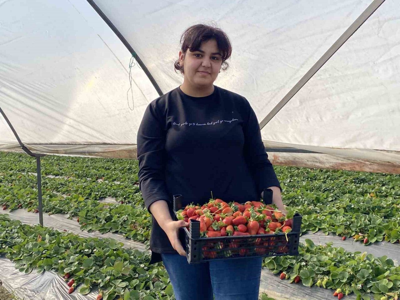 45 gün beklenip 6 ay hasat yapılıyor