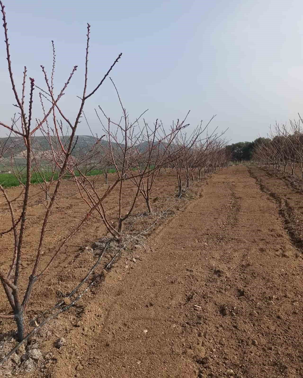 Erkenci kayısılar için zararlı ve hastalık kontrolleri yapıldı