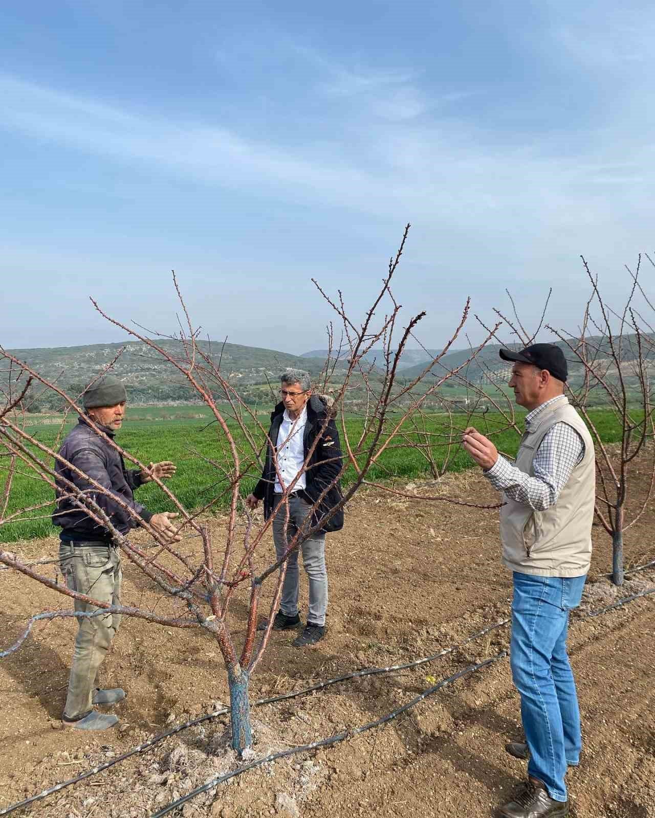 Erkenci kayısılar için zararlı ve hastalık kontrolleri yapıldı