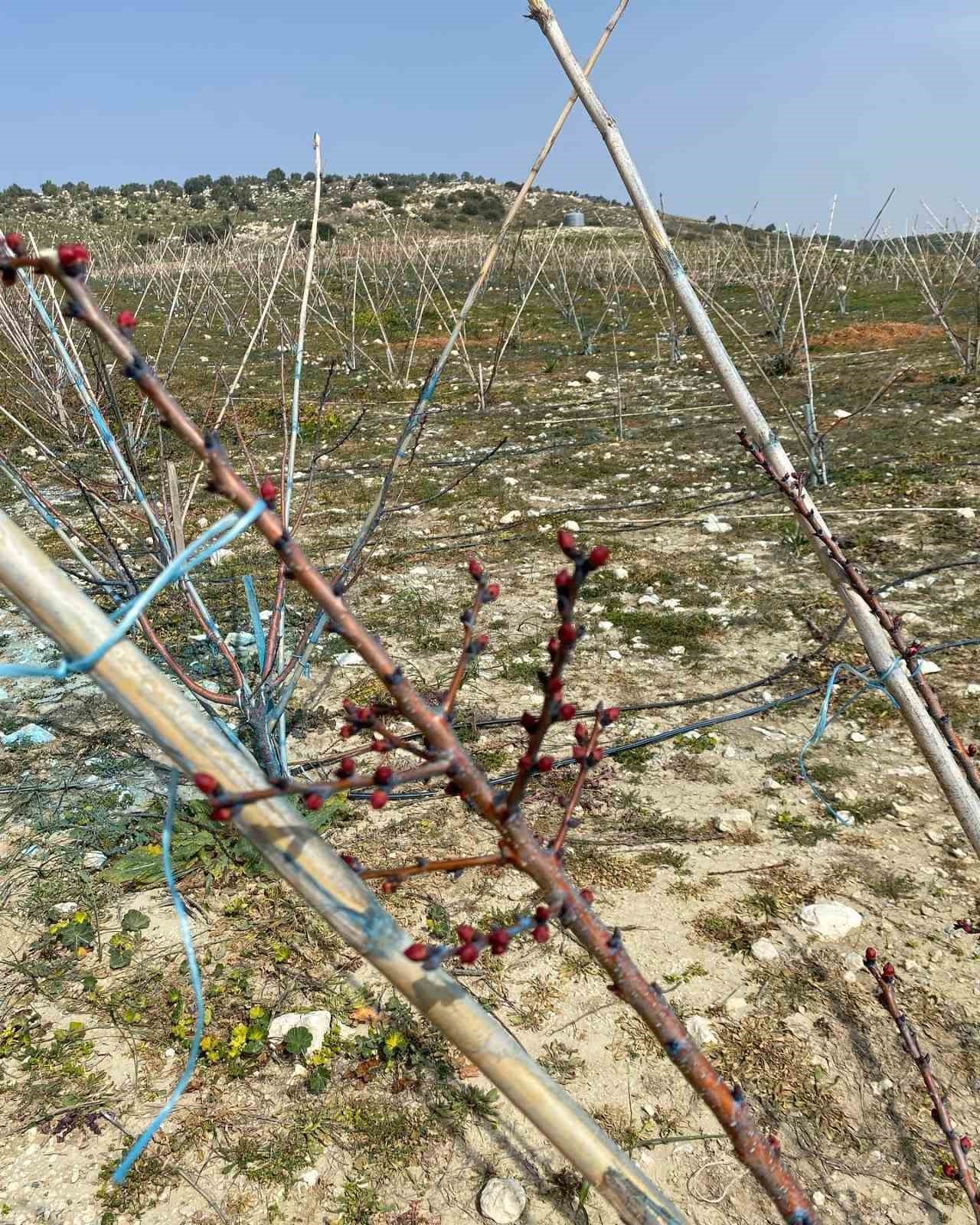 Erkenci kayısılar için zararlı ve hastalık kontrolleri yapıldı