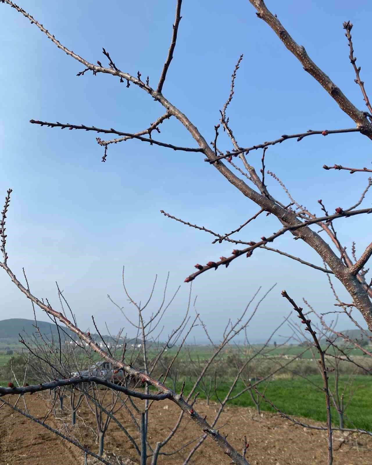 Erkenci kayısılar için zararlı ve hastalık kontrolleri yapıldı