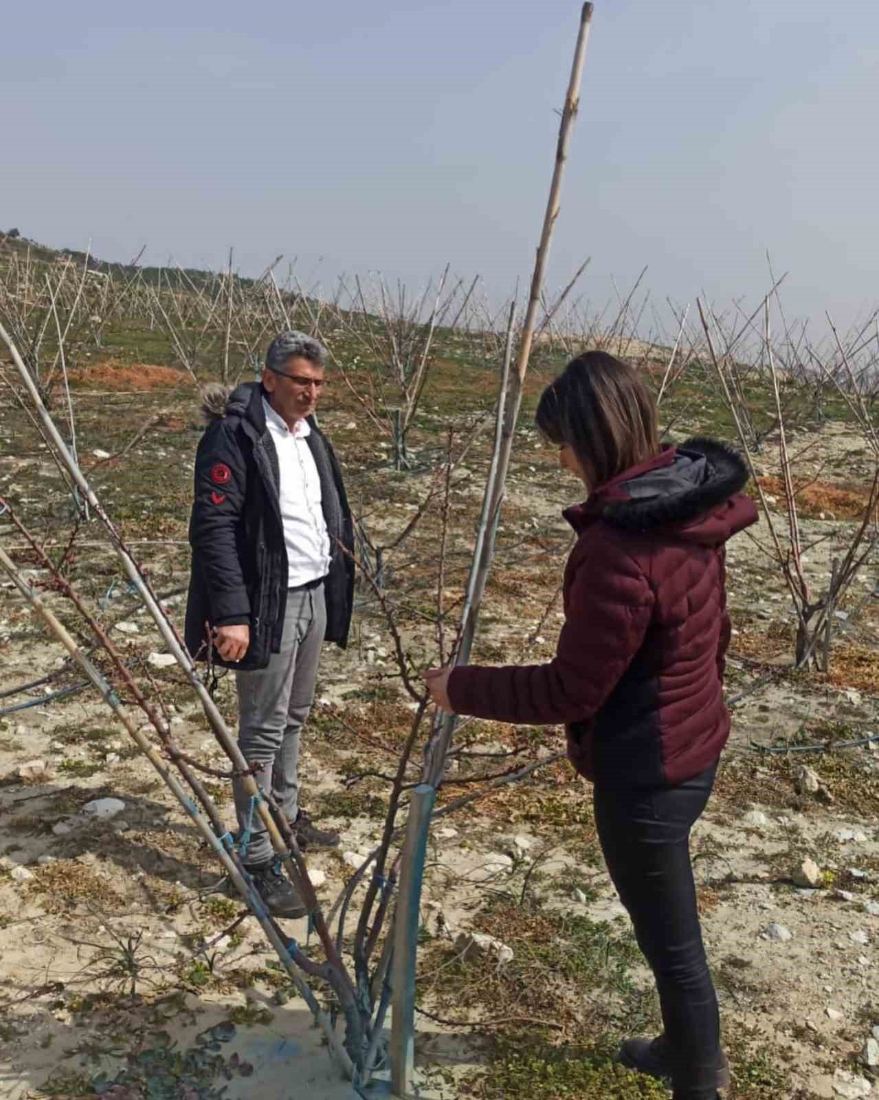 Erkenci kayısılar için zararlı ve hastalık kontrolleri yapıldı