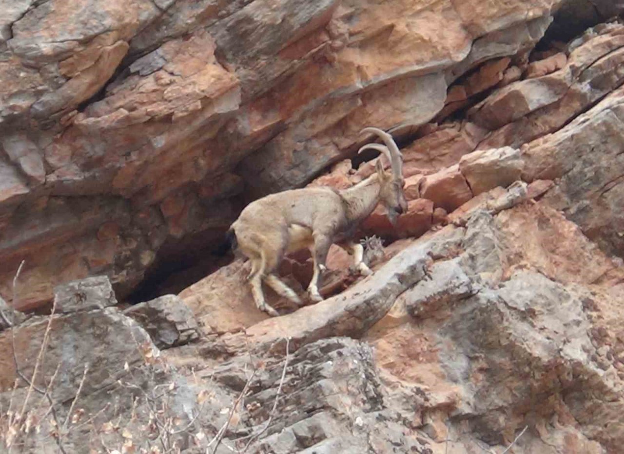 Tunceli’de vatandaşlar yol kenarına inen dağ keçilerini izledi