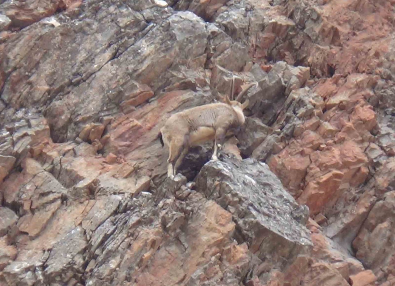 Tunceli’de vatandaşlar yol kenarına inen dağ keçilerini izledi