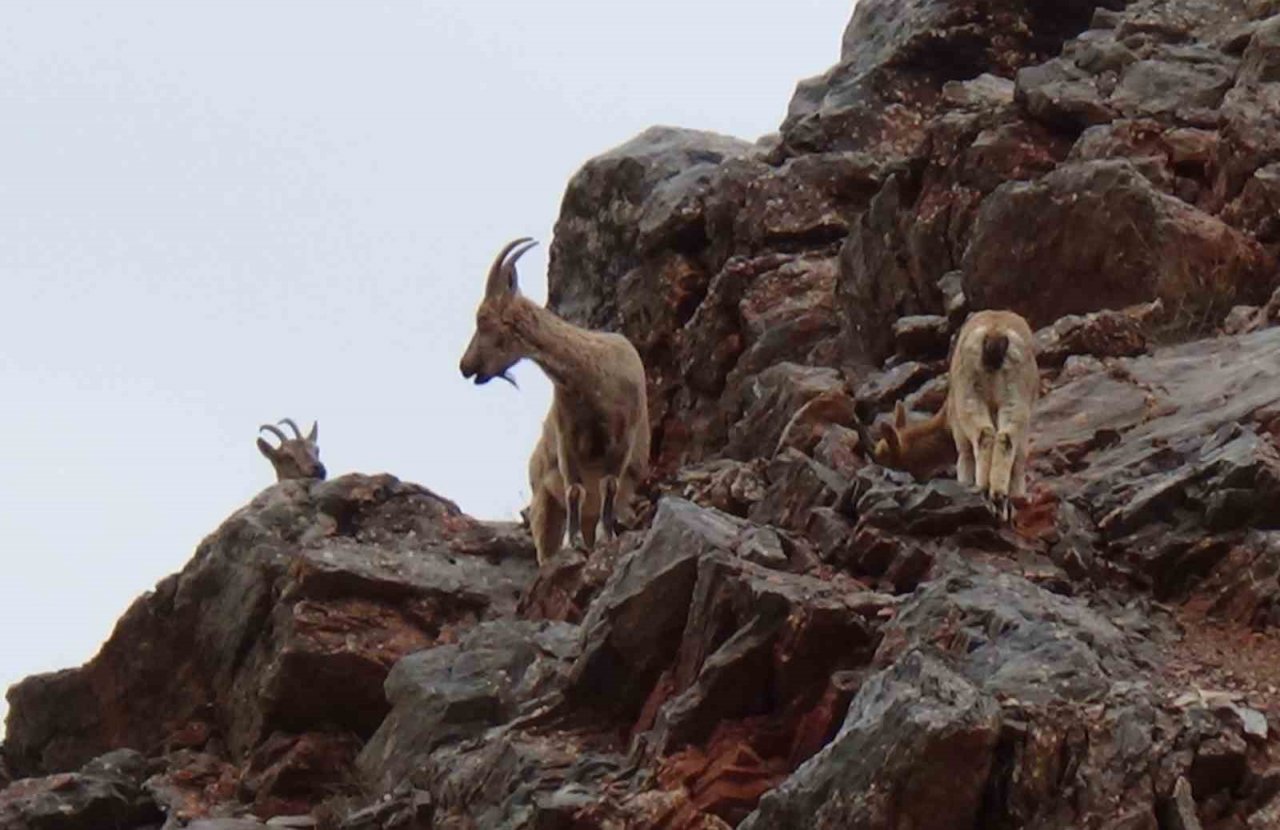 Tunceli’de vatandaşlar yol kenarına inen dağ keçilerini izledi