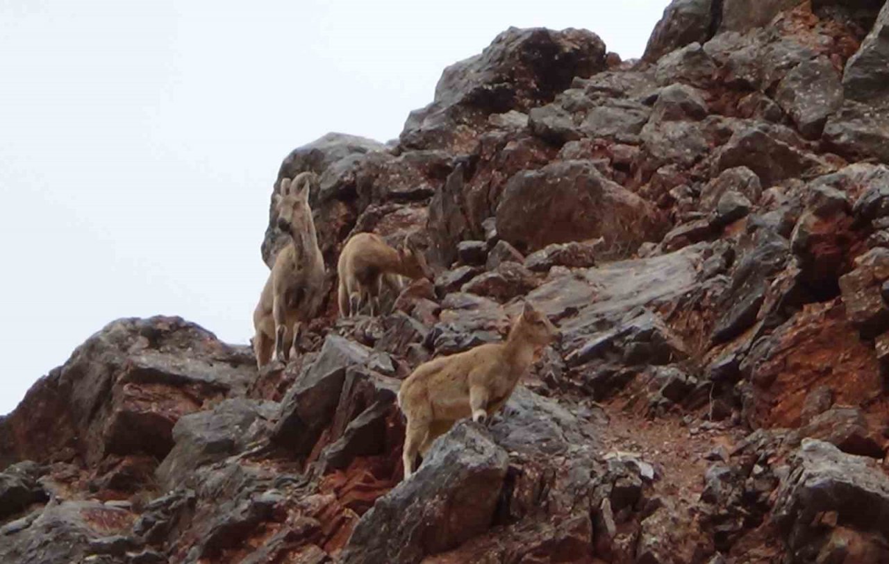 Tunceli’de vatandaşlar yol kenarına inen dağ keçilerini izledi