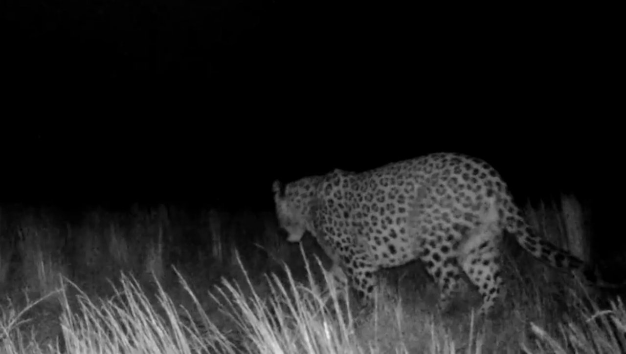 Denizli’nin Honaz Dağında Anadolu Parsı’nın ayak izine rastlanıldı