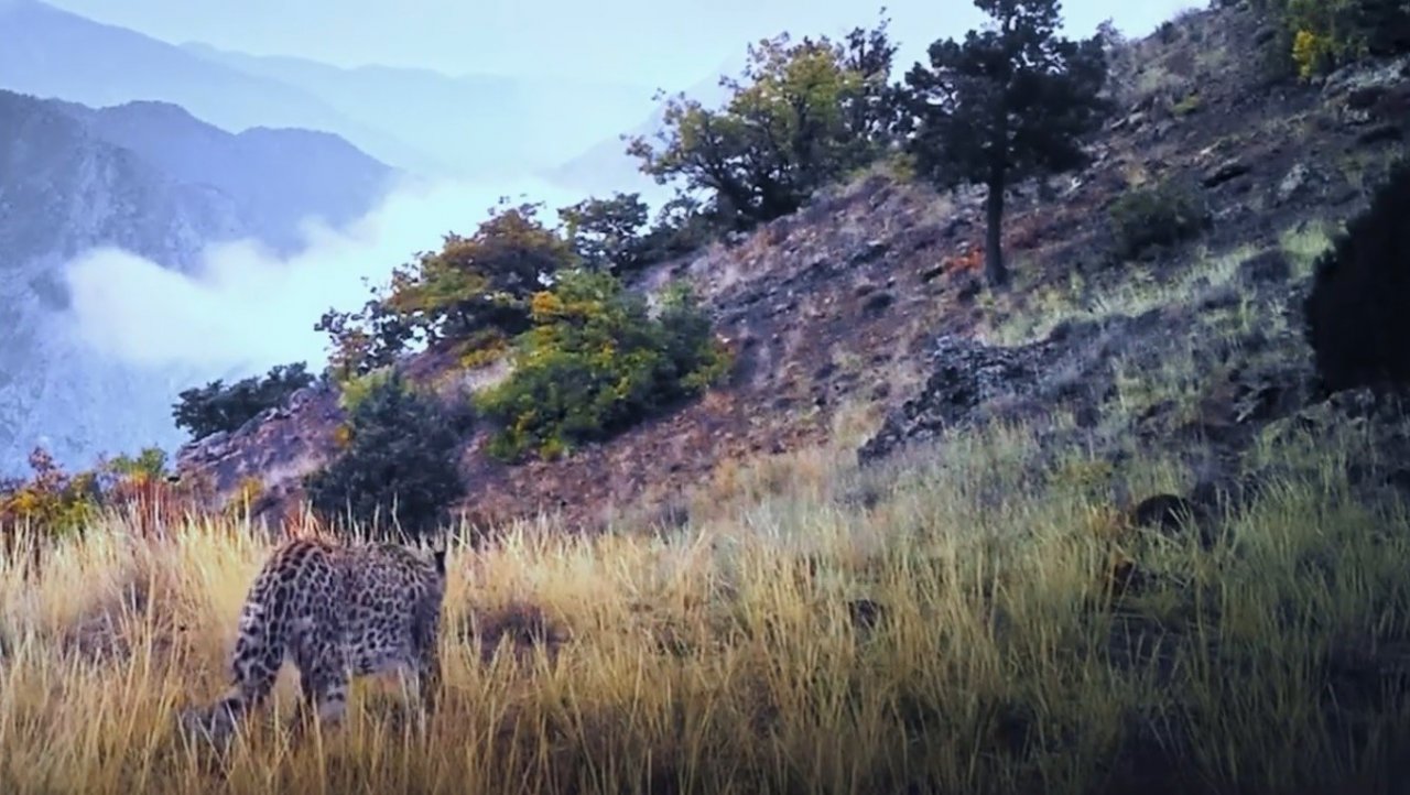 Denizli’nin Honaz Dağında Anadolu Parsı’nın ayak izine rastlanıldı